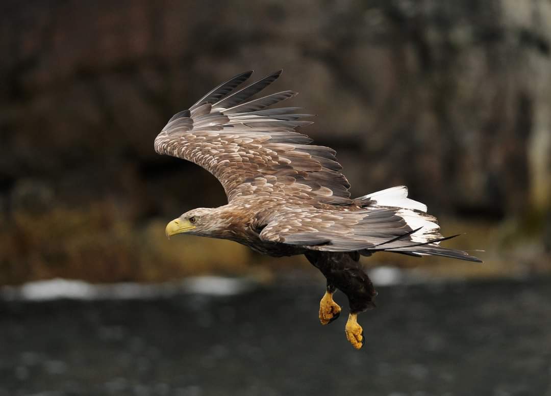 Les oiseaux, passereaux, anatidés, rapaces, de la réserve en cette période de printemps